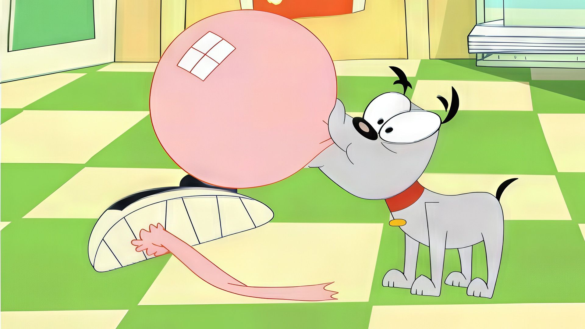 Poochini allein zu Haus