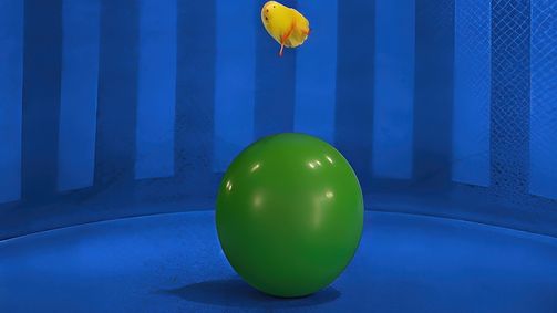 Bumba Bumba - Staffel 1 Folge 19: Episode 19