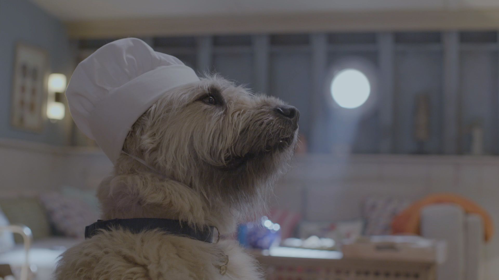 Kosmoo und die Papageien-Diebe