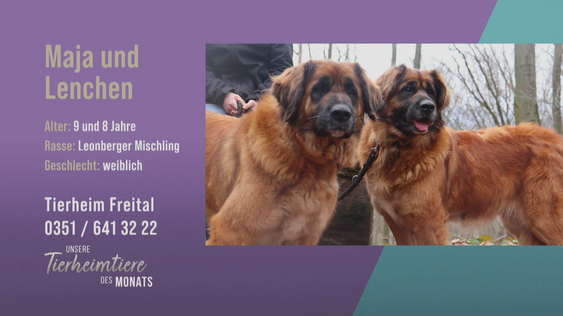 Für erfahrene Hunde-Fans: Maja und Lenchen