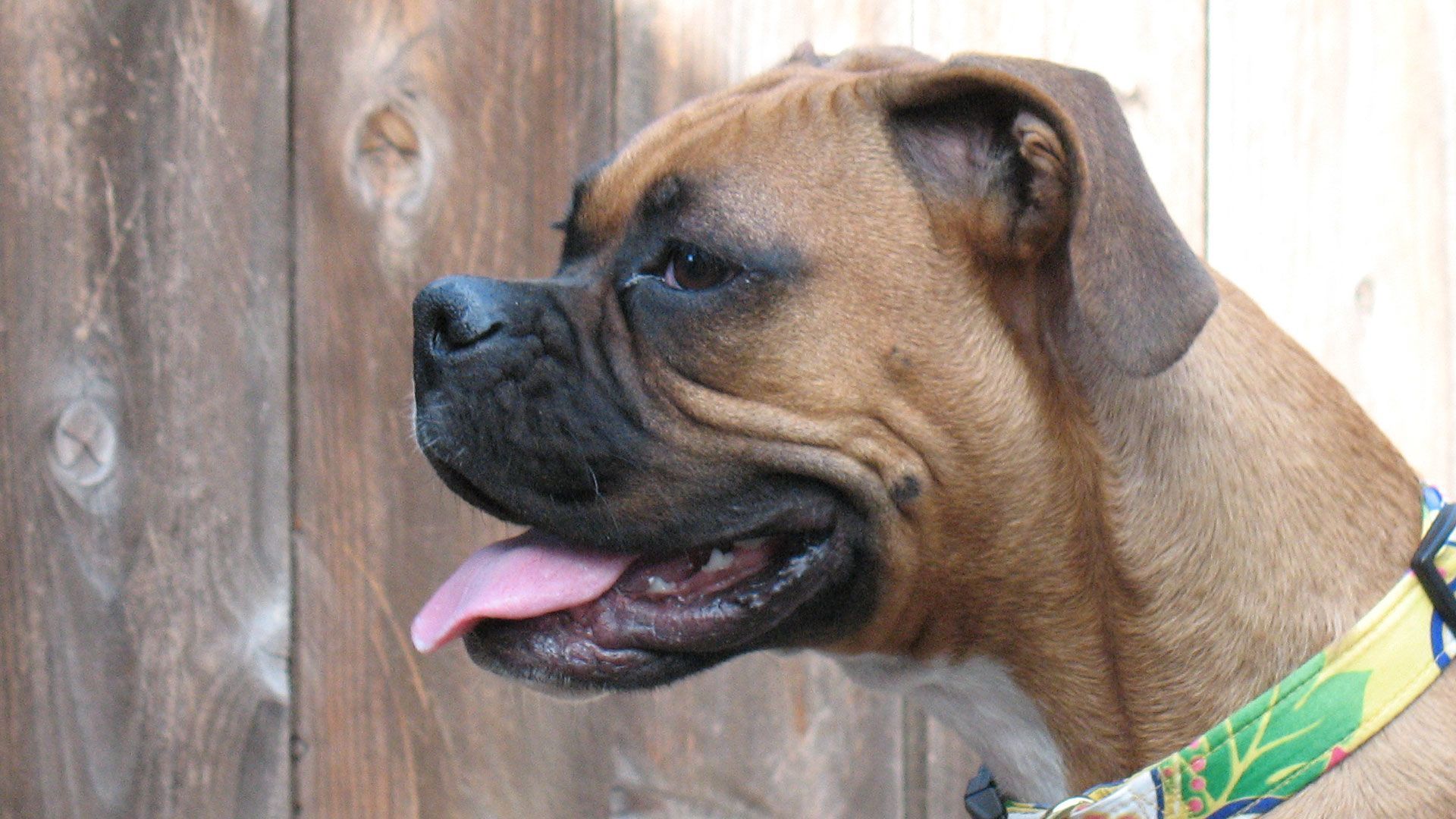 Kona - ein freiheitsliebender Boxer