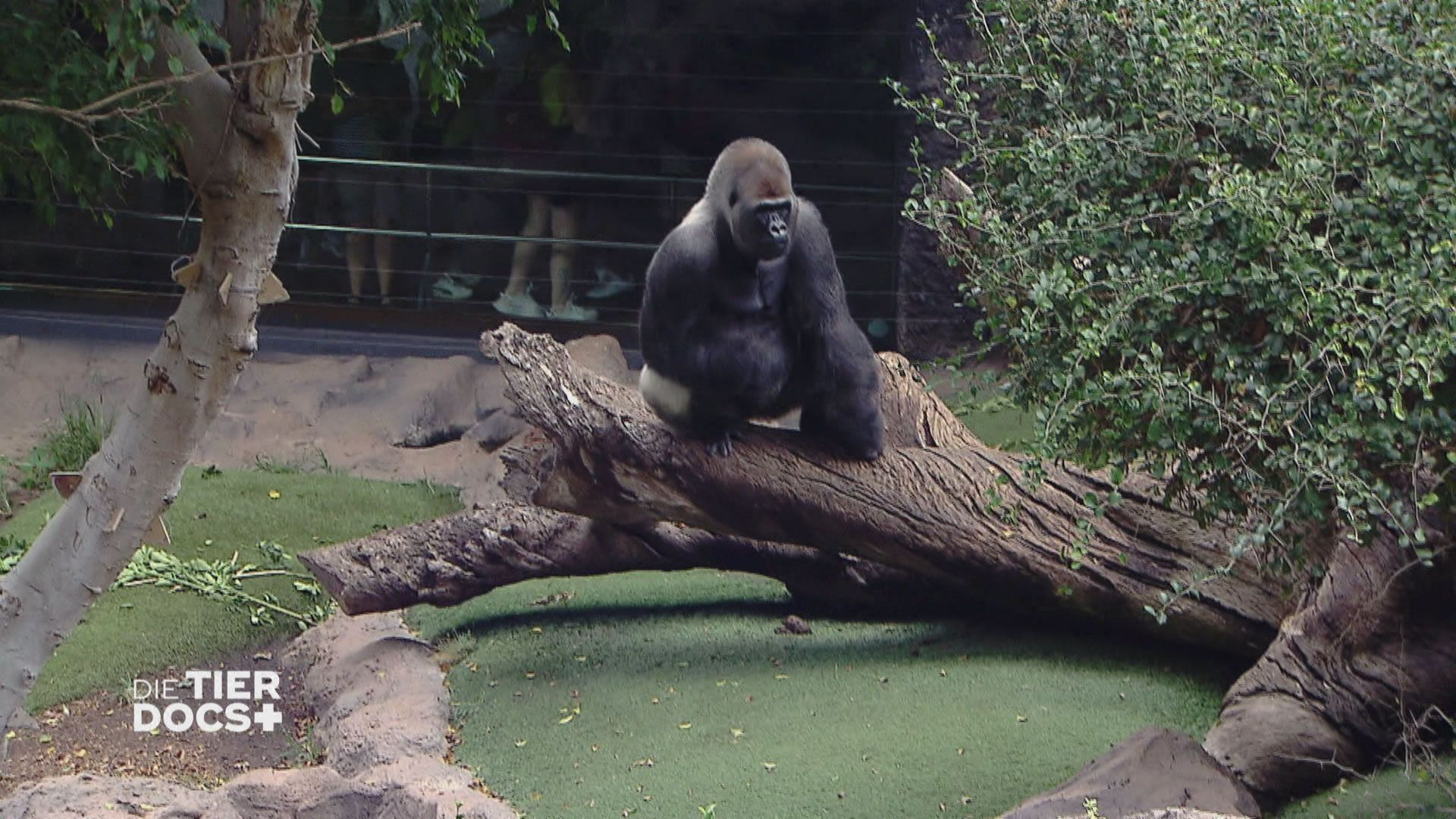 Was heckt Gorilla Rafiki aus?