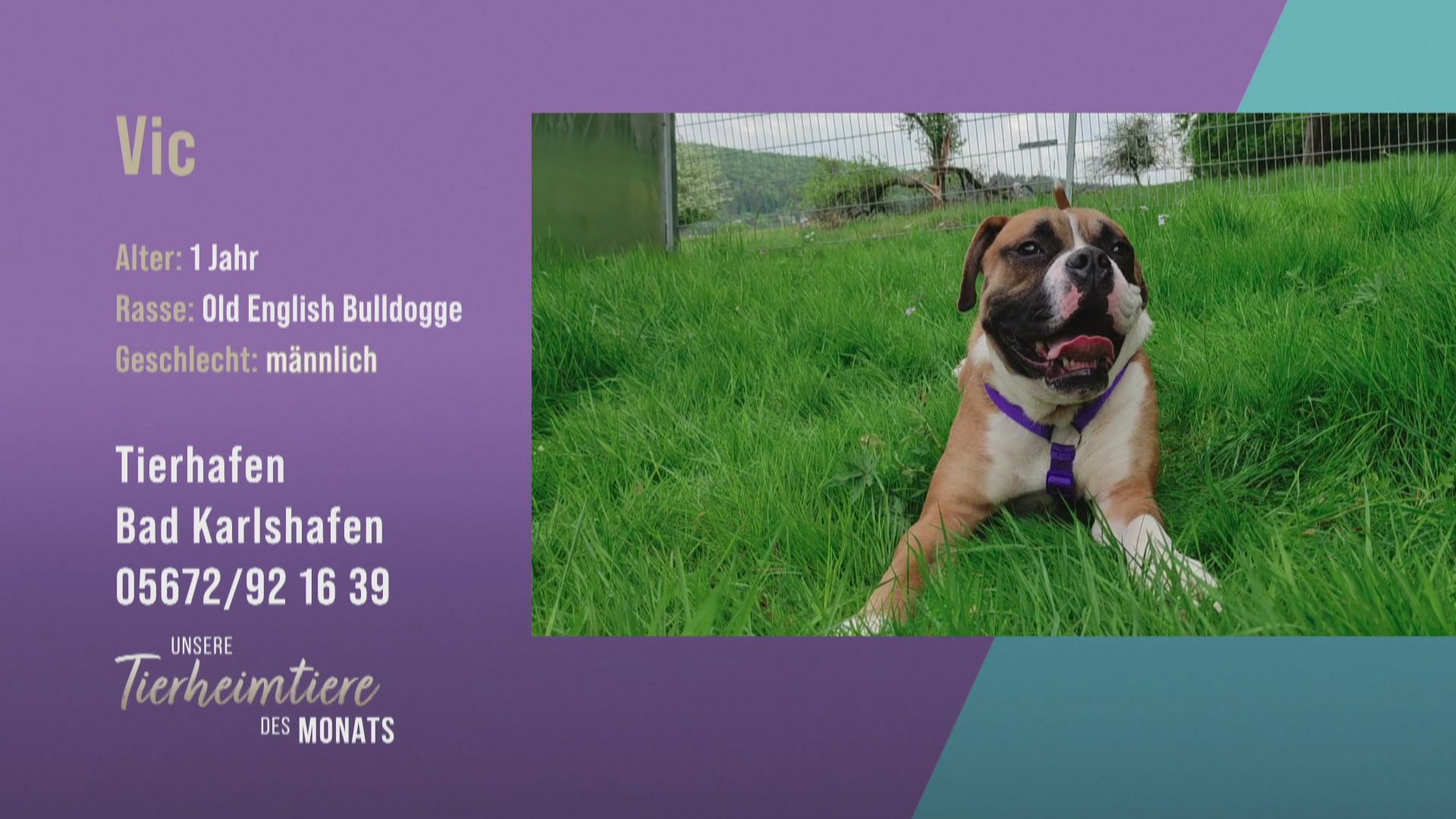 Neugieriger Bulldoggen-Rüde Vic sucht schmusebedürftigen Besitzer