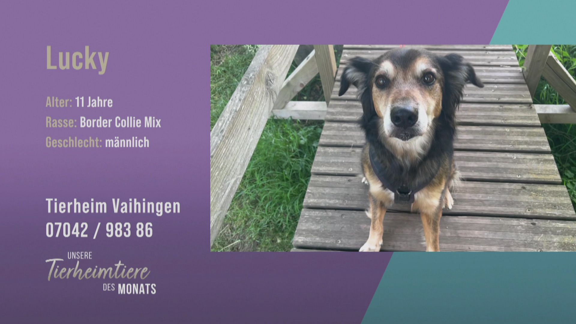 Für erfahrene Hunde-Fans: Lucky
