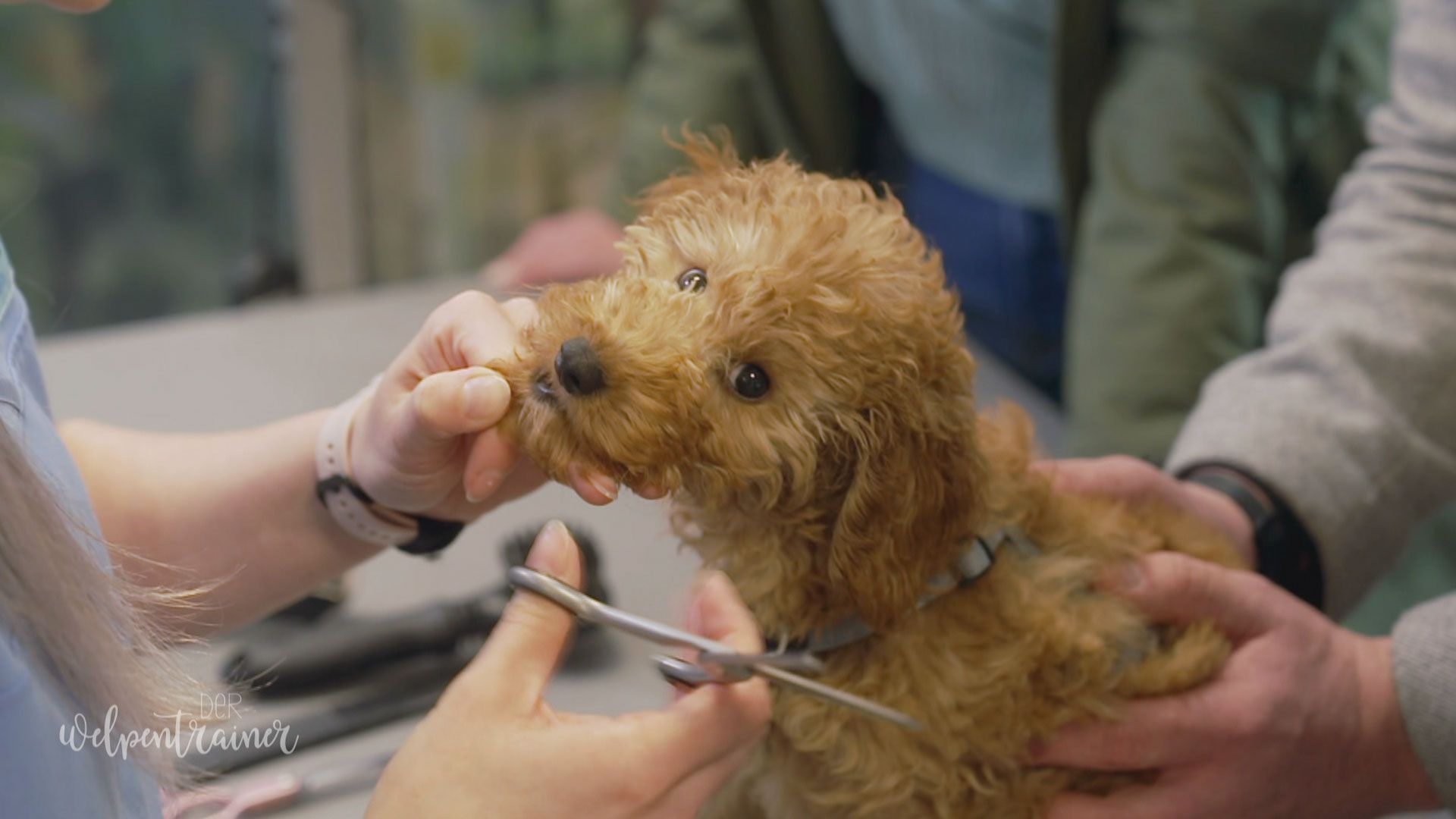 Große Aufregung: Erster Besuch beim Hundefriseur!