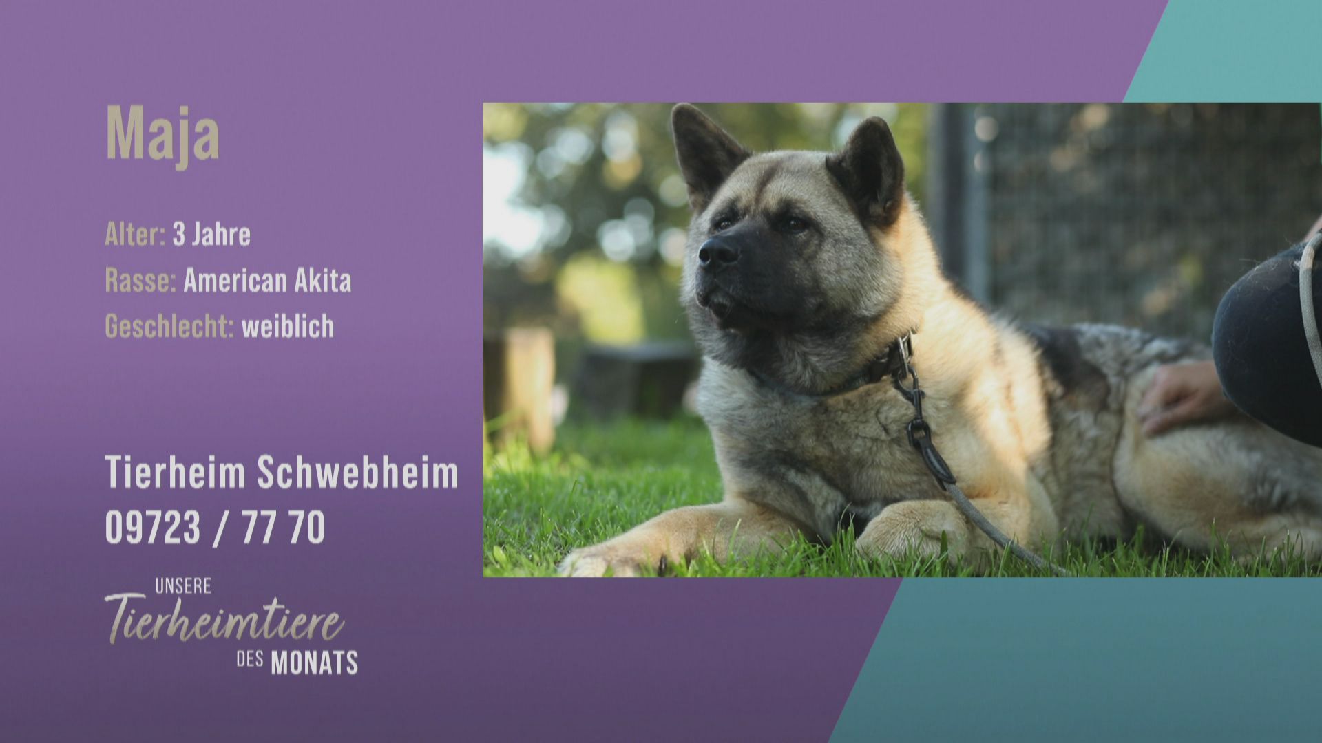 Kuschelig und aufgeschlossen: American Akita Maja