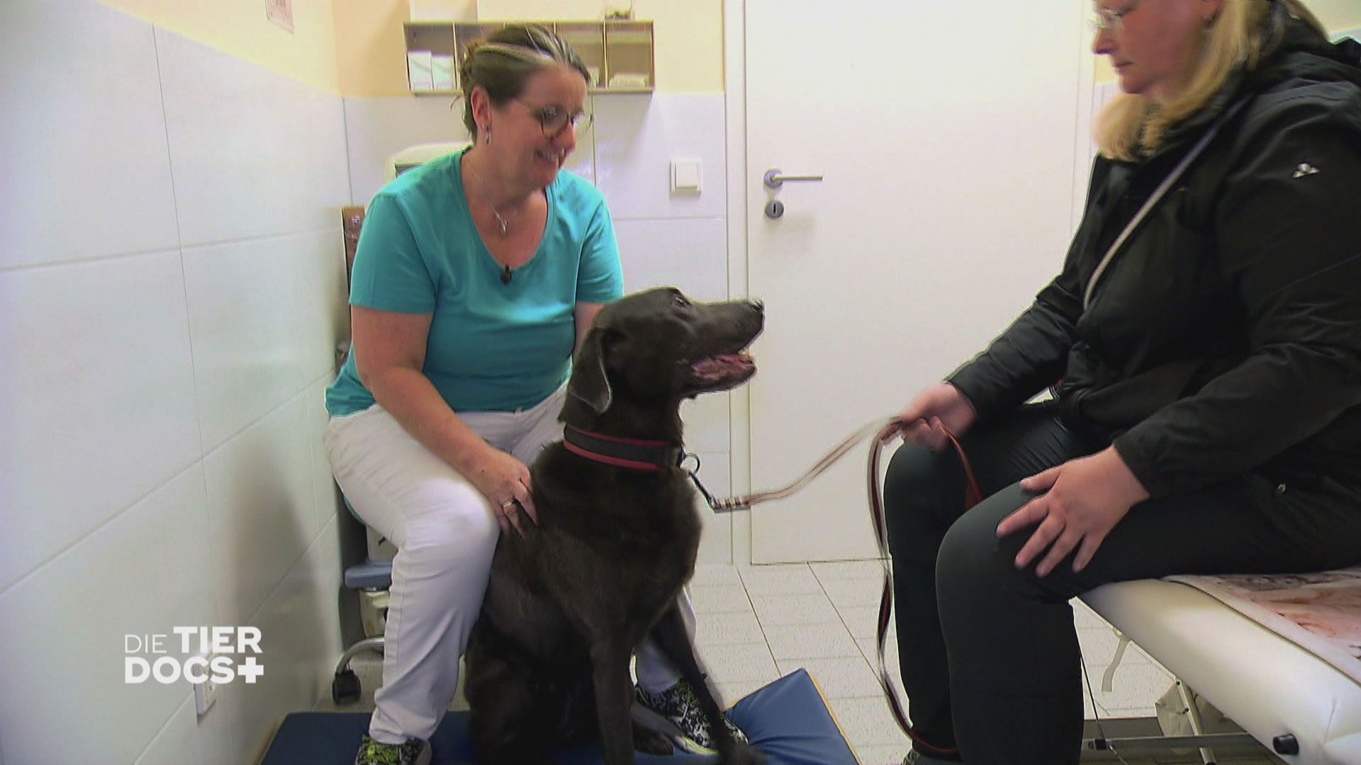 Schlimmer Tumorverdacht bei Labrador Buddy