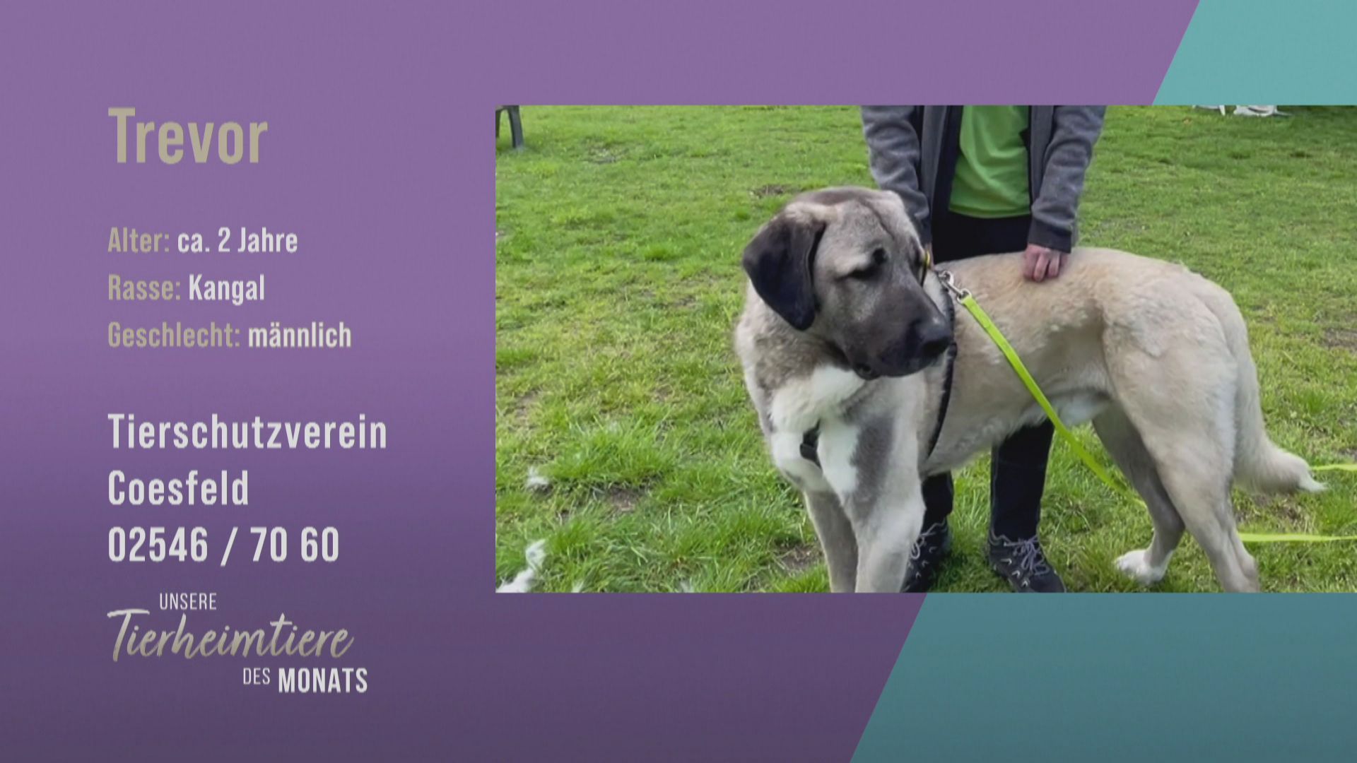 Verschmust und verspielt: Kangal Trevor sucht ein schönes Zuhause