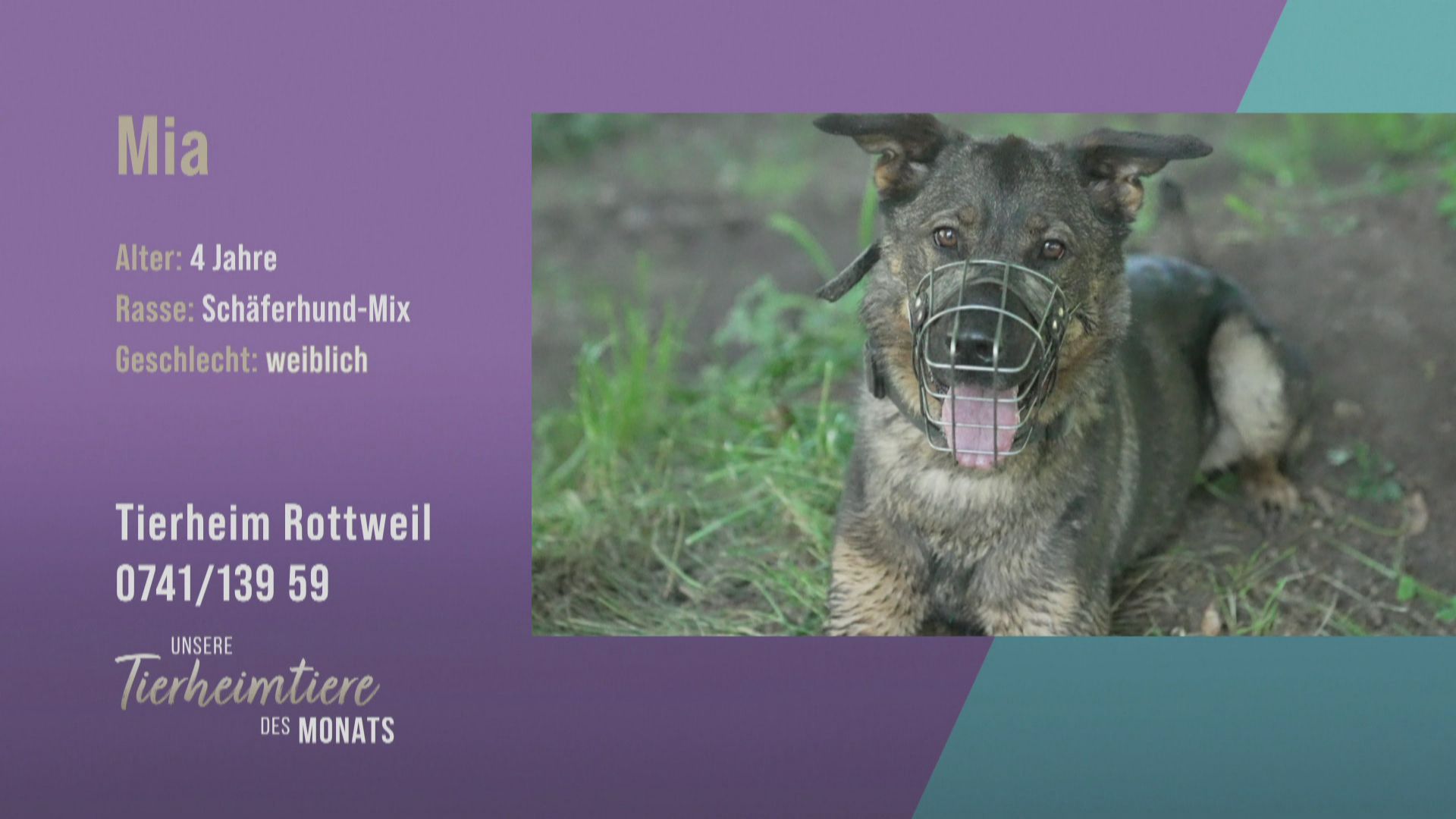 Für konsequente Hundefreunde: Schäferhund-Mix Mia