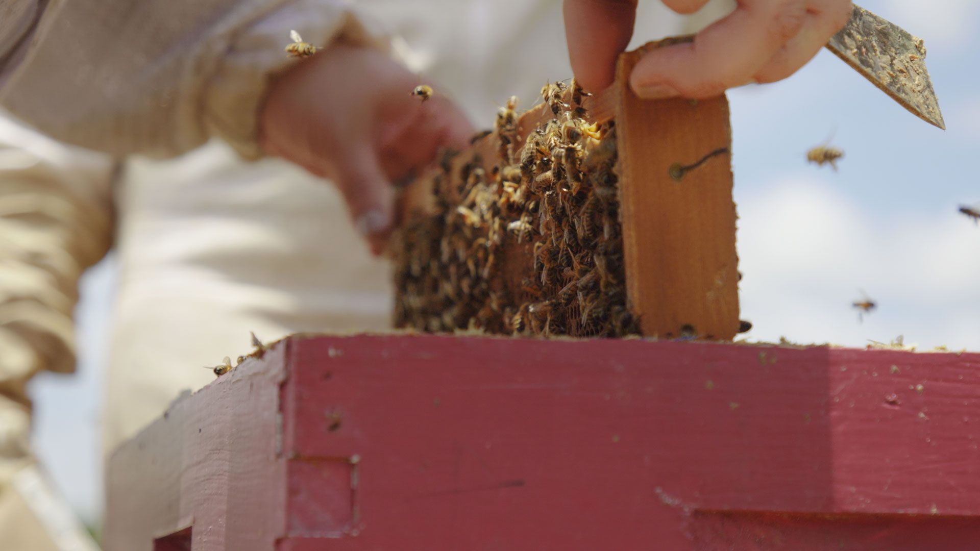 Bienenrettung nach dem Hurrikan