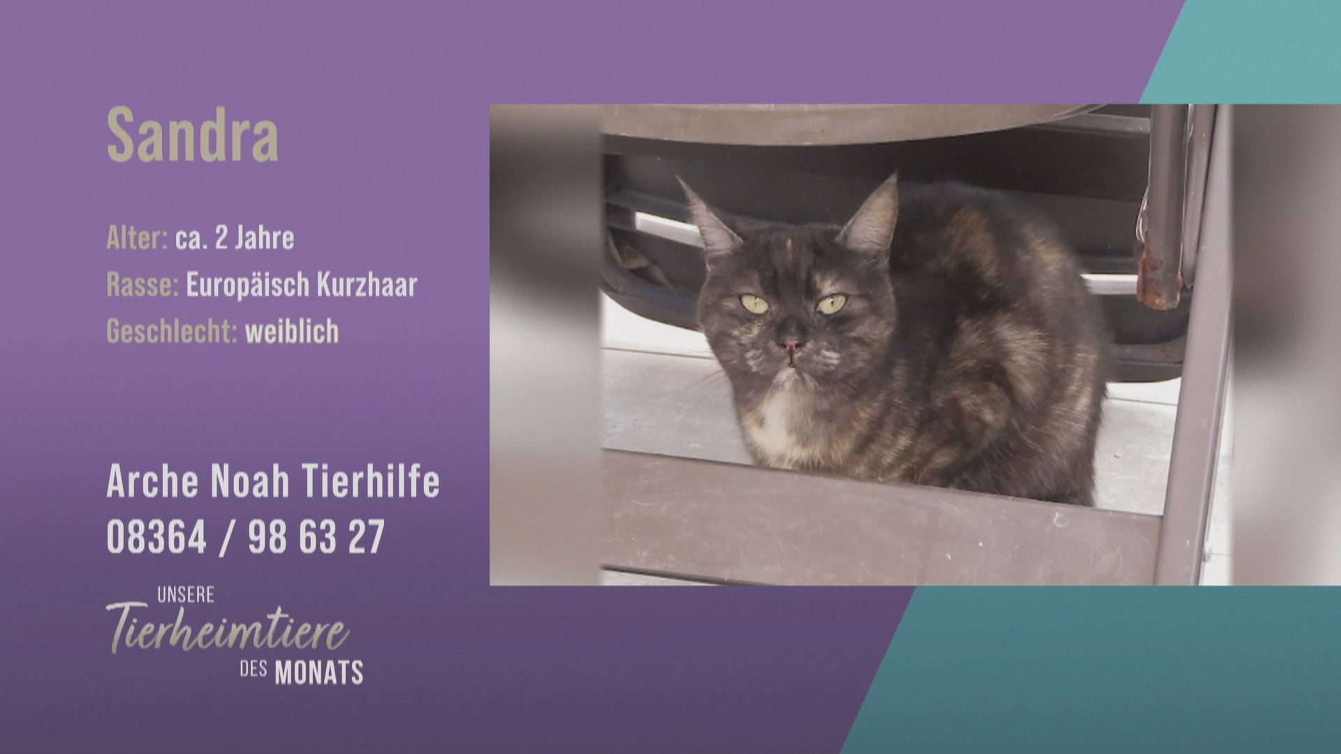 Lieb und verschmust: Europäisch-Kurzhaar-Katze Sandra