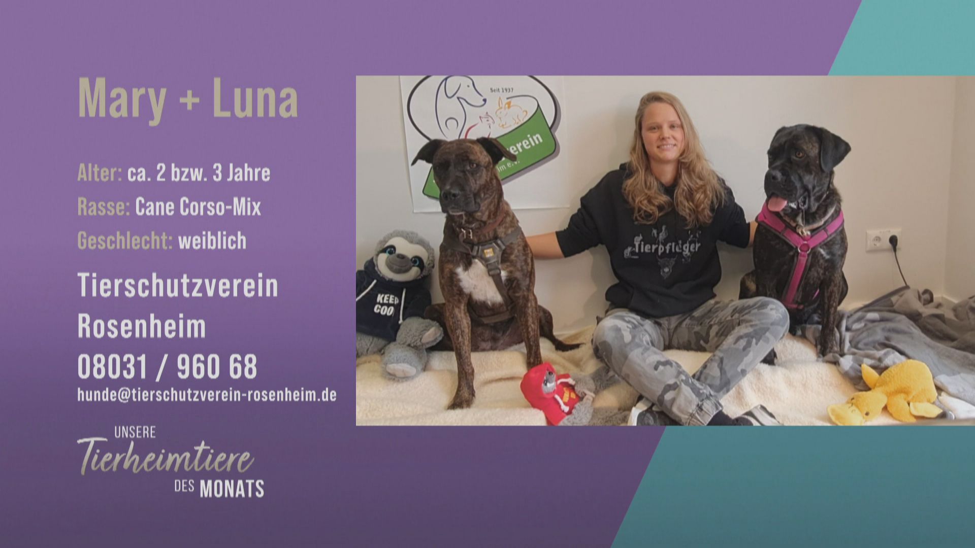 Für Erfahrene: Die Cane Corso-Mix-Hundedamen Mary und Luna