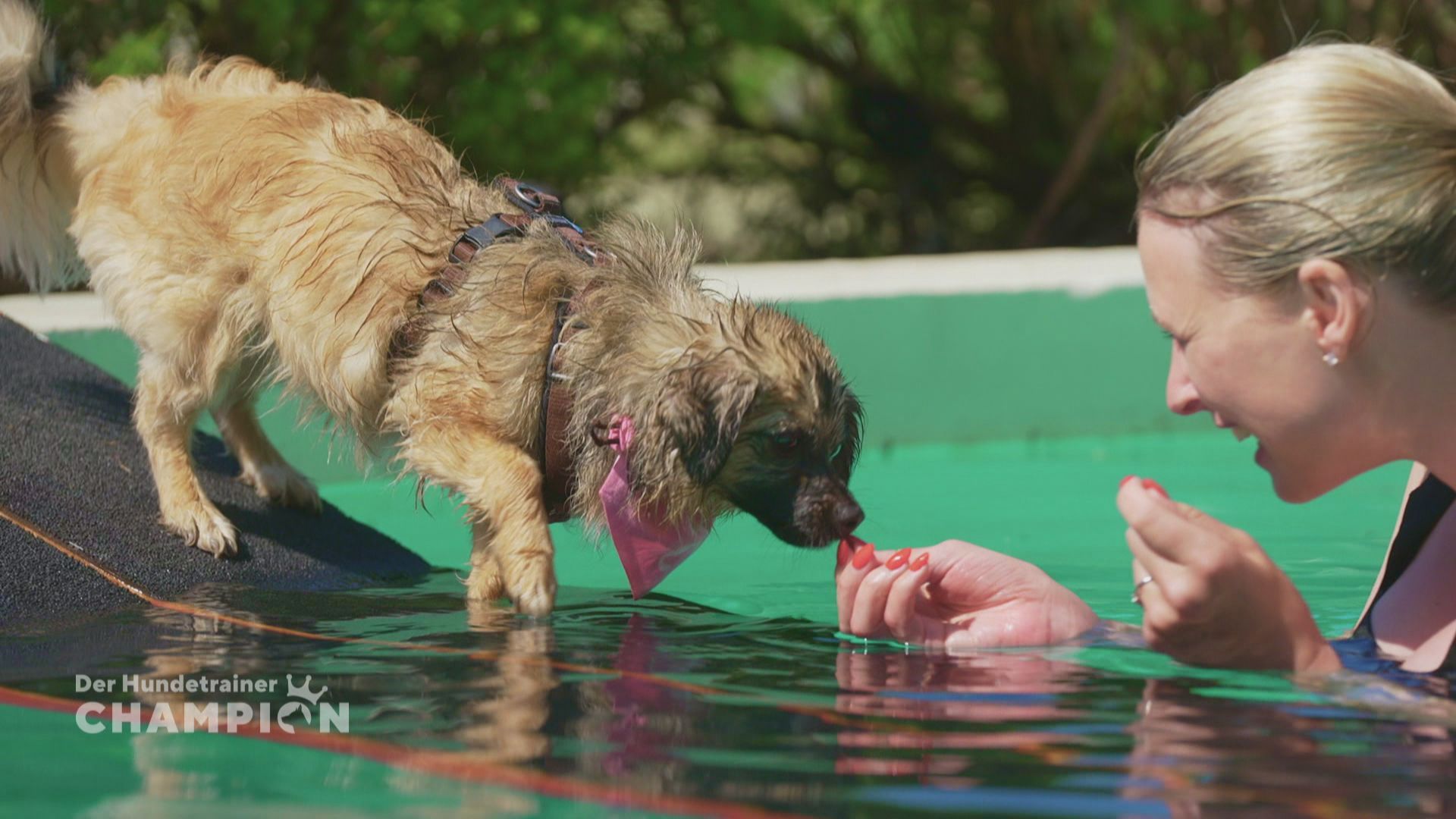 Pudelnass: die Hunde dürfen durch den Wasserparcours und in den Pool.