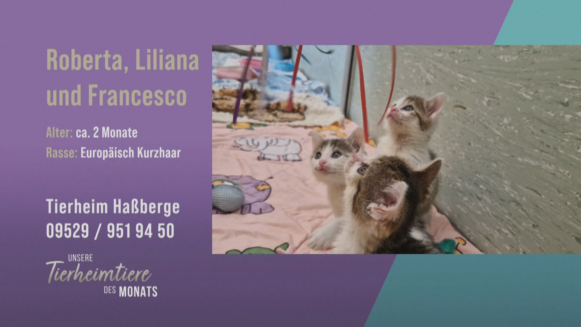 Kuschelbedürftig und süß: Katzengeschwister Francesco, Roberta und Liliana