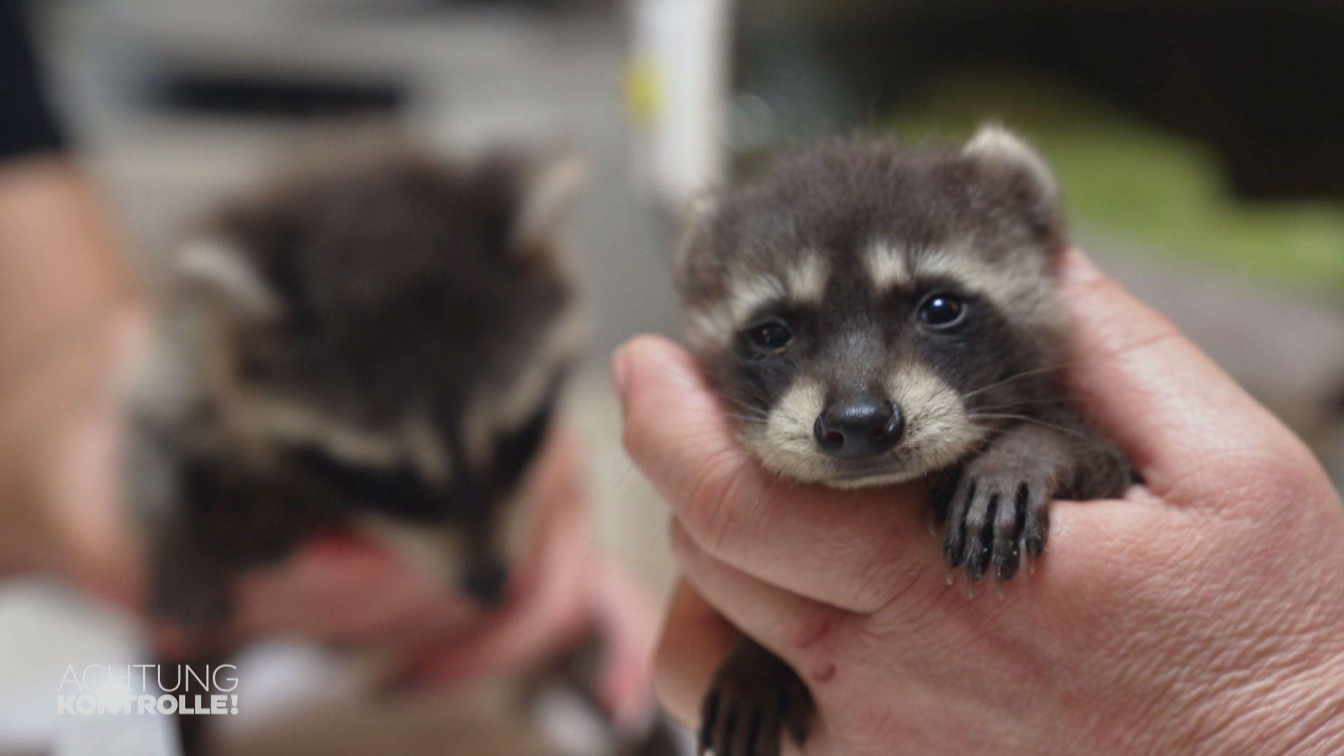 Tierliebe oder Bestien-Plage? – Waschbärberater Berlin