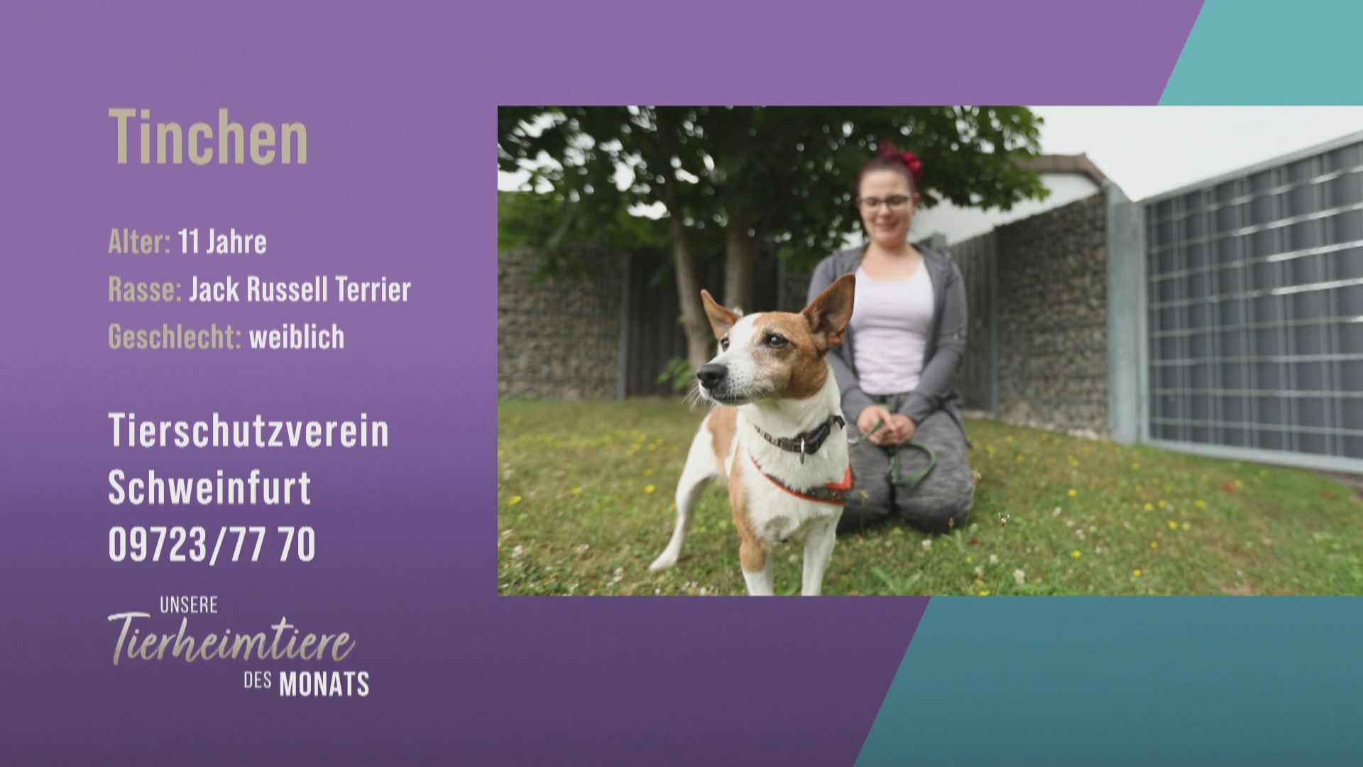 Für Liebesbedürftige: Jack Russell Terrier Tinchen