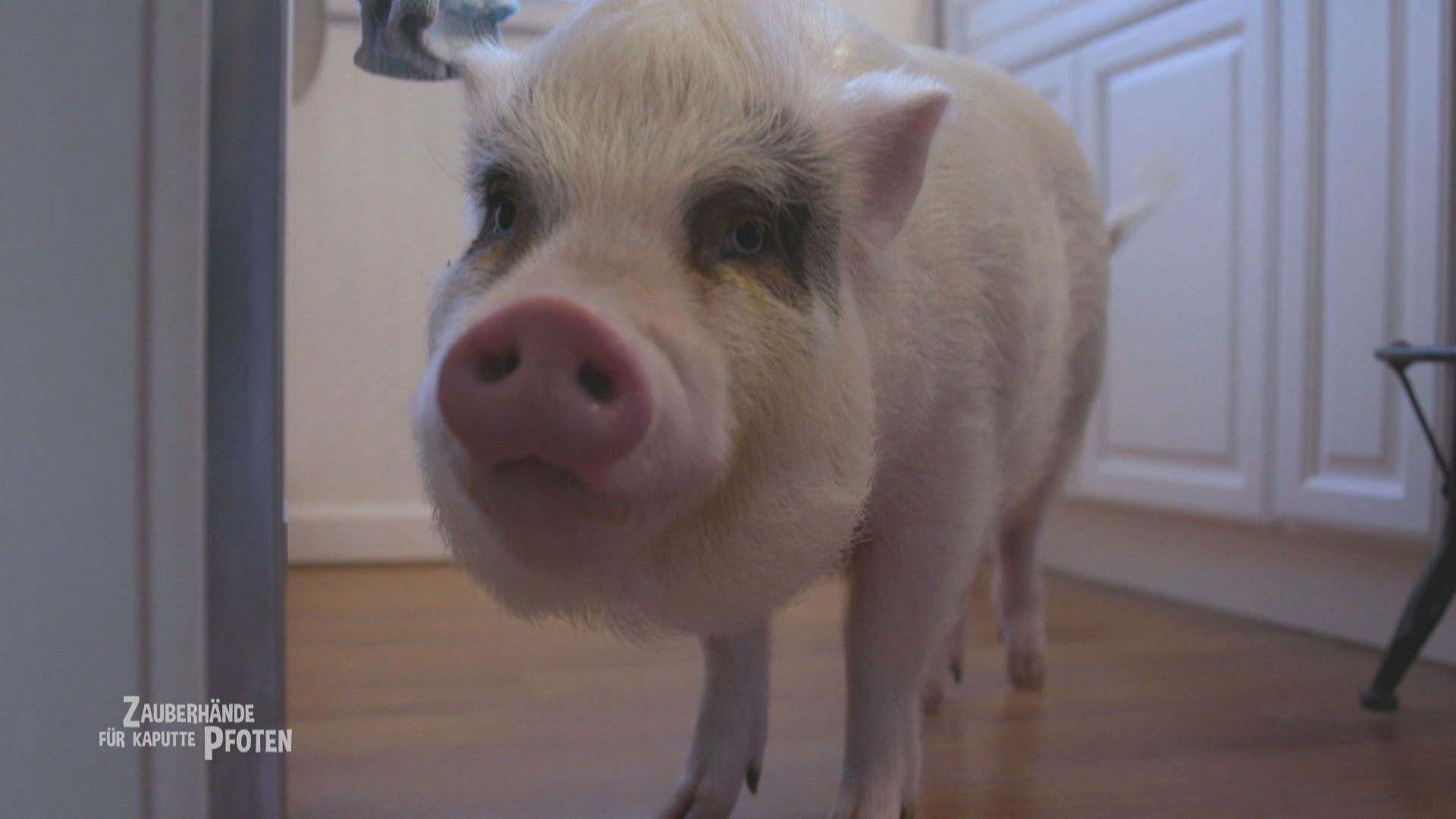 Ein Schweinchen namens Bert