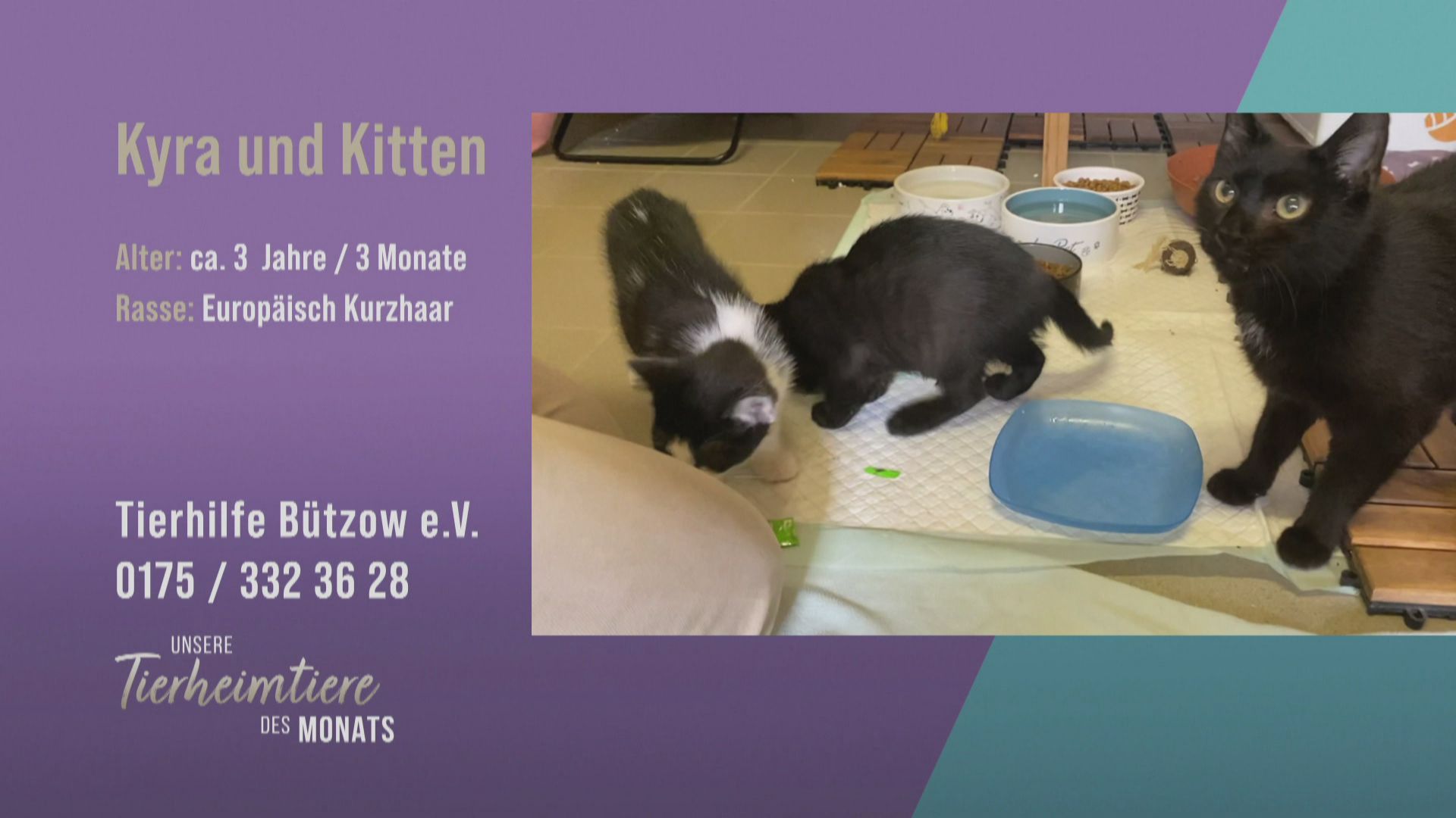 Kyra und ihre Katzen-Babys suchen ein neues Zuhause