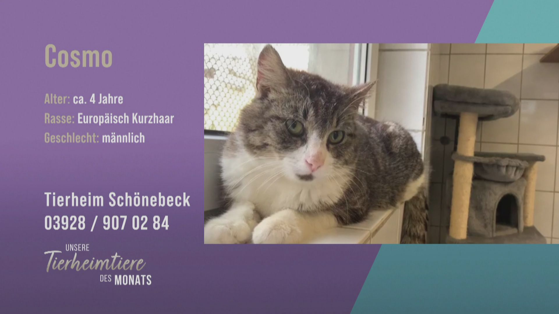 Zutraulich und verschmust: Kater Cosmo