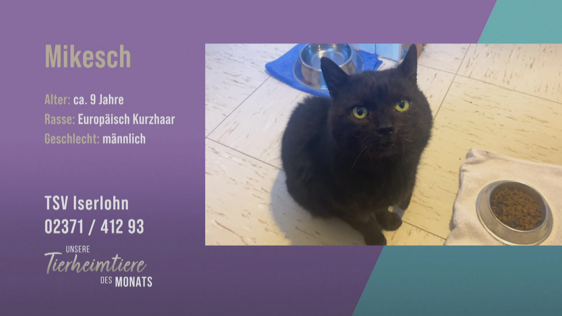 Kater Mikesch sucht ein ruhiges Zuhause