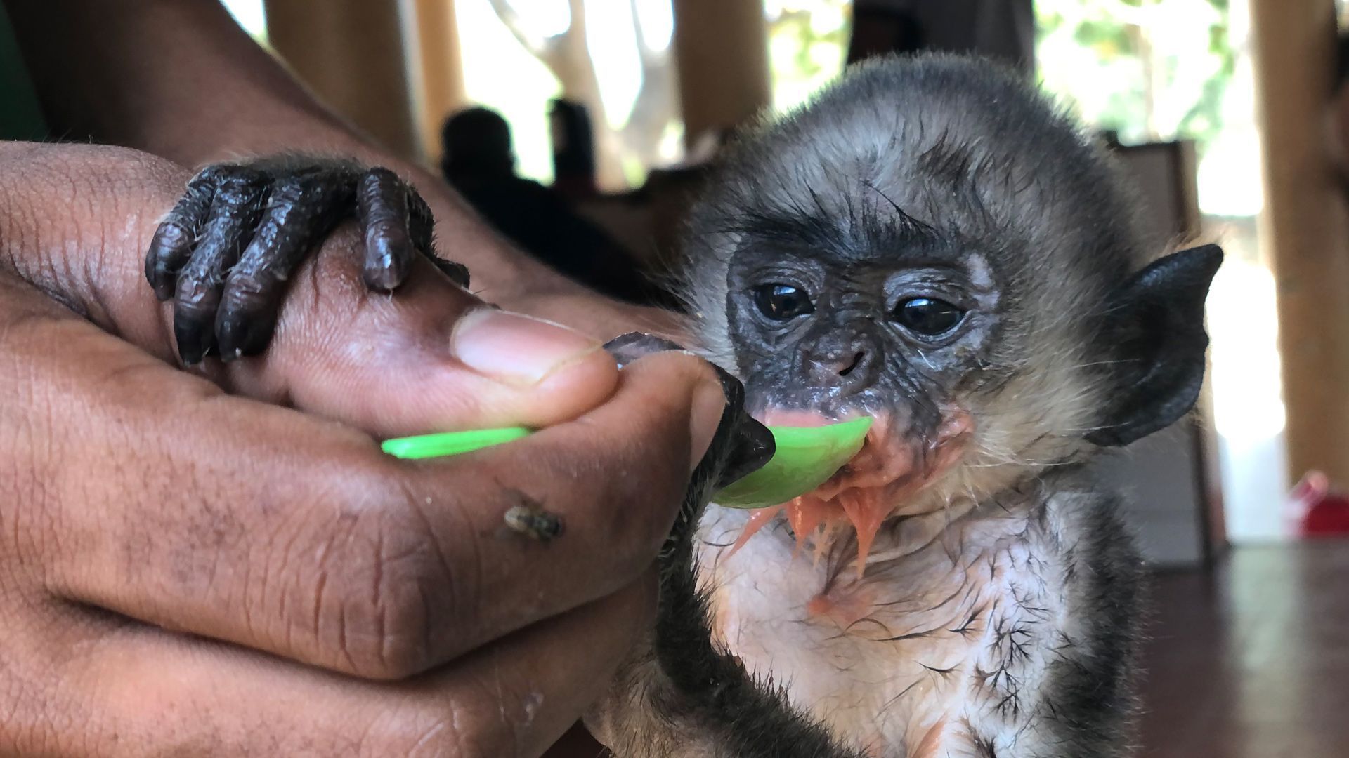 Die letzten Tierbabys ihrer Art