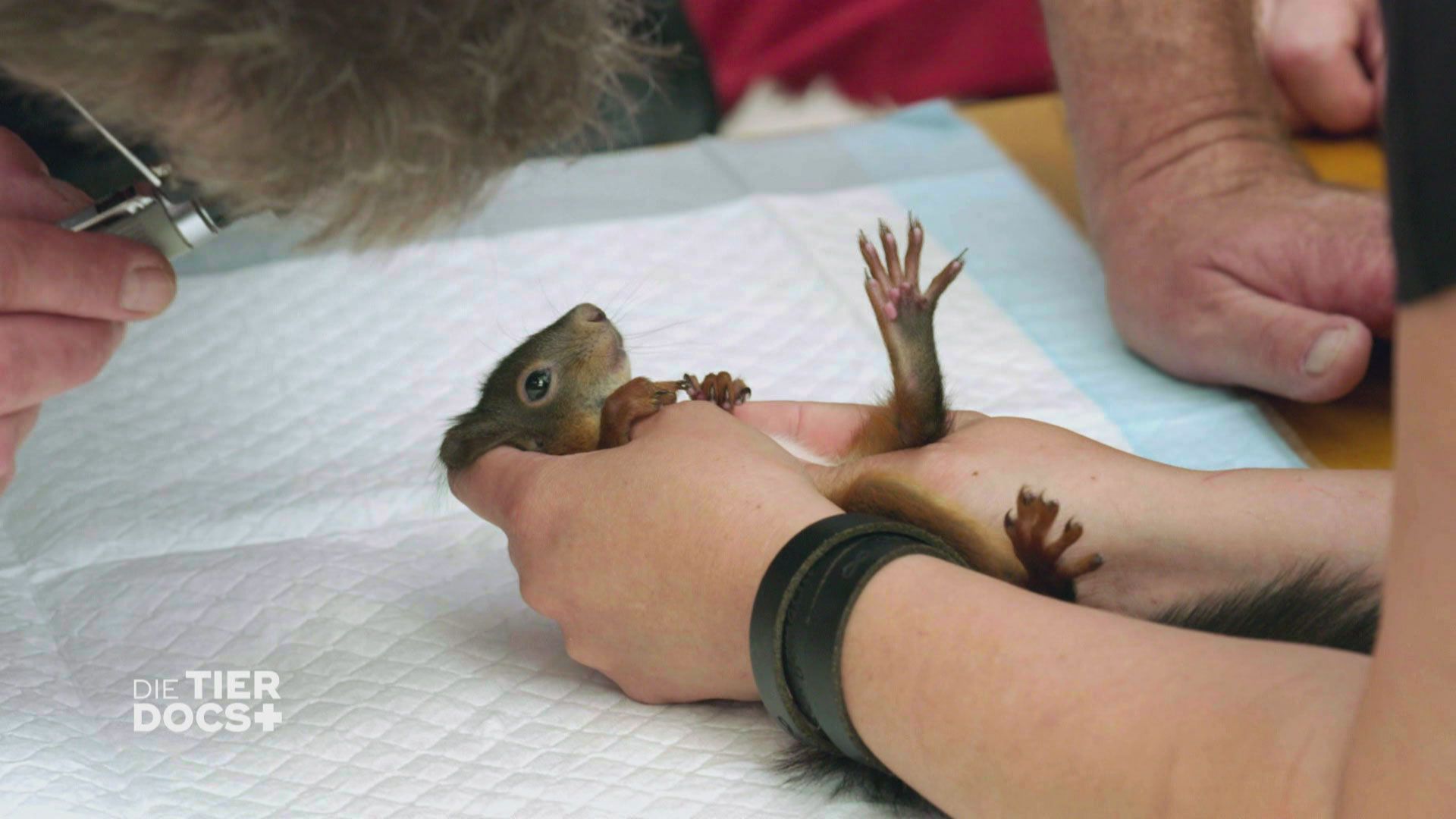 Doc Dreesen flirtet mit einem Eichhörnchen