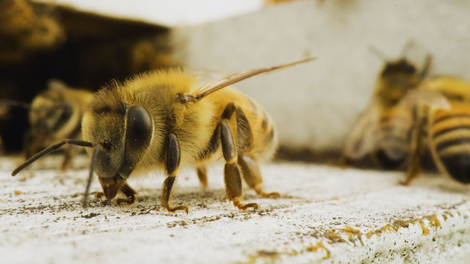 Killerbienen in den Südstaaten