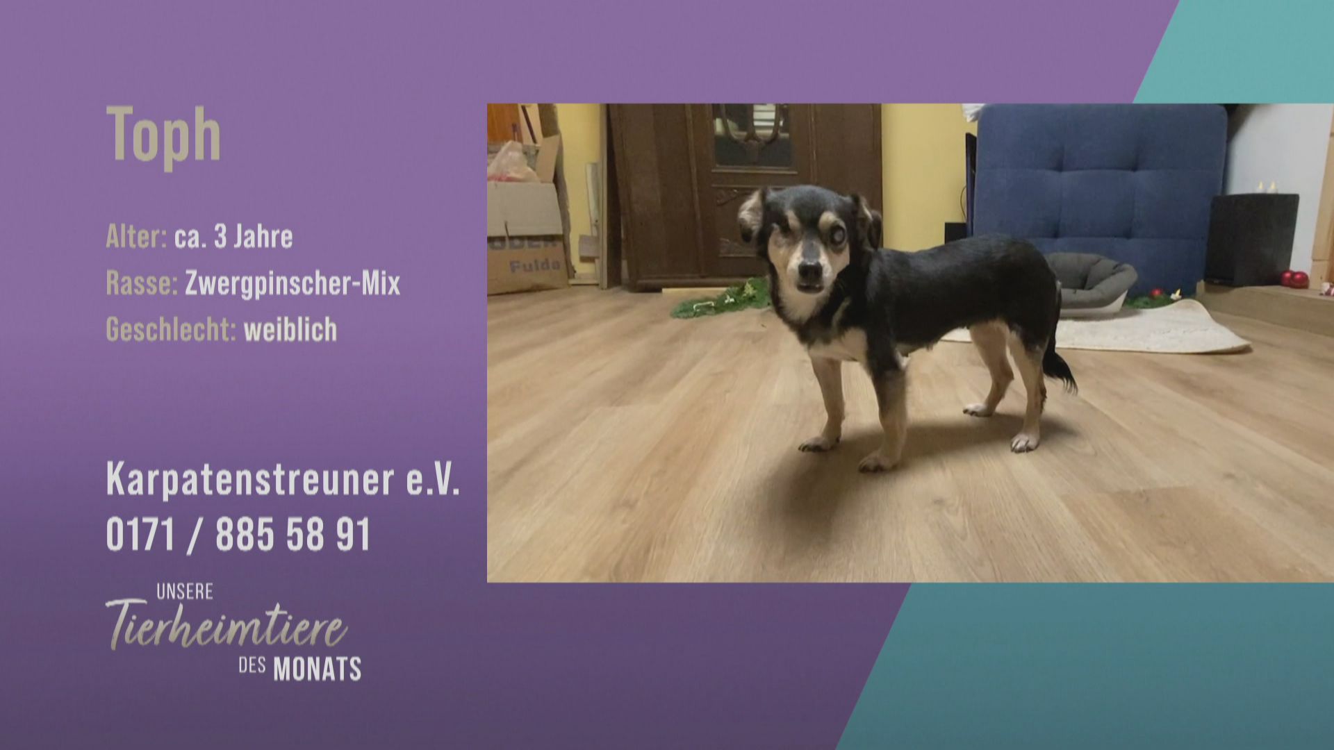 Blinde Hundedame sucht ein neues Zuhause