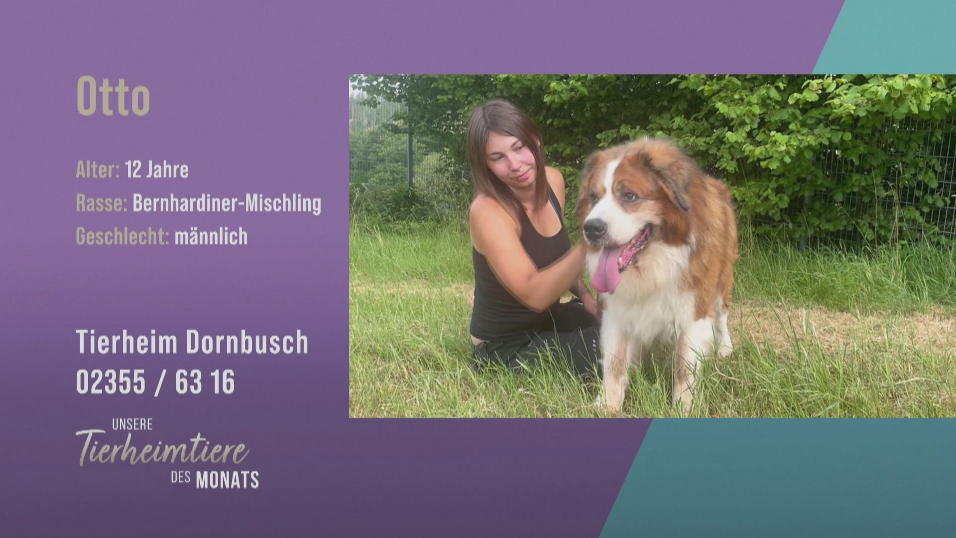 Für Alleinstehende: Bernhardiner-Mischling Otto