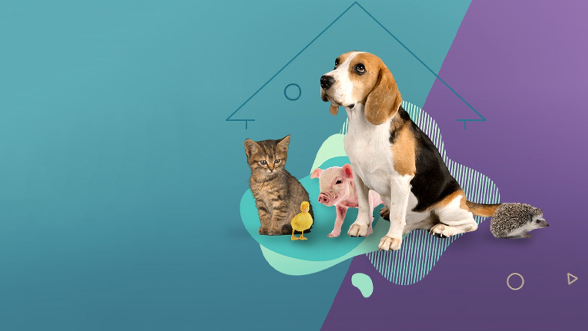 Susi und Lucy suchen geduldige Katzenfreunde