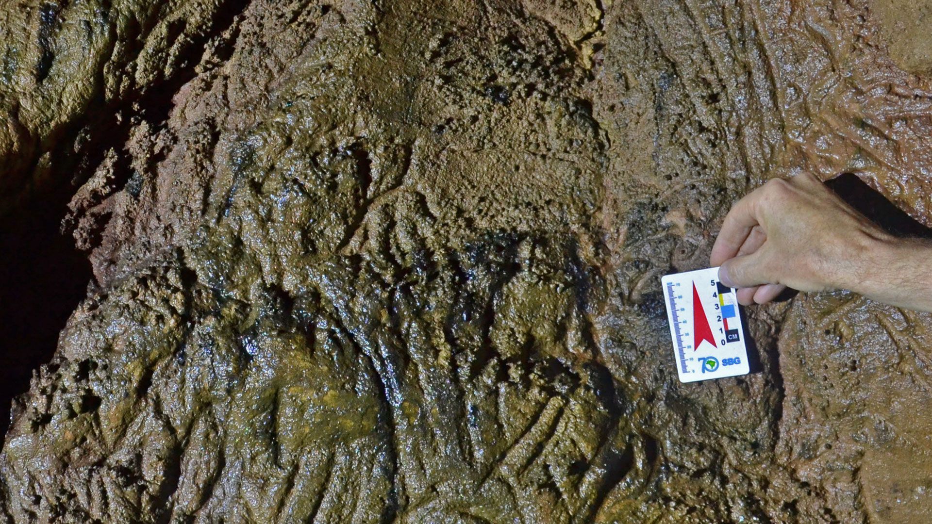 Fake oder Fossilien?