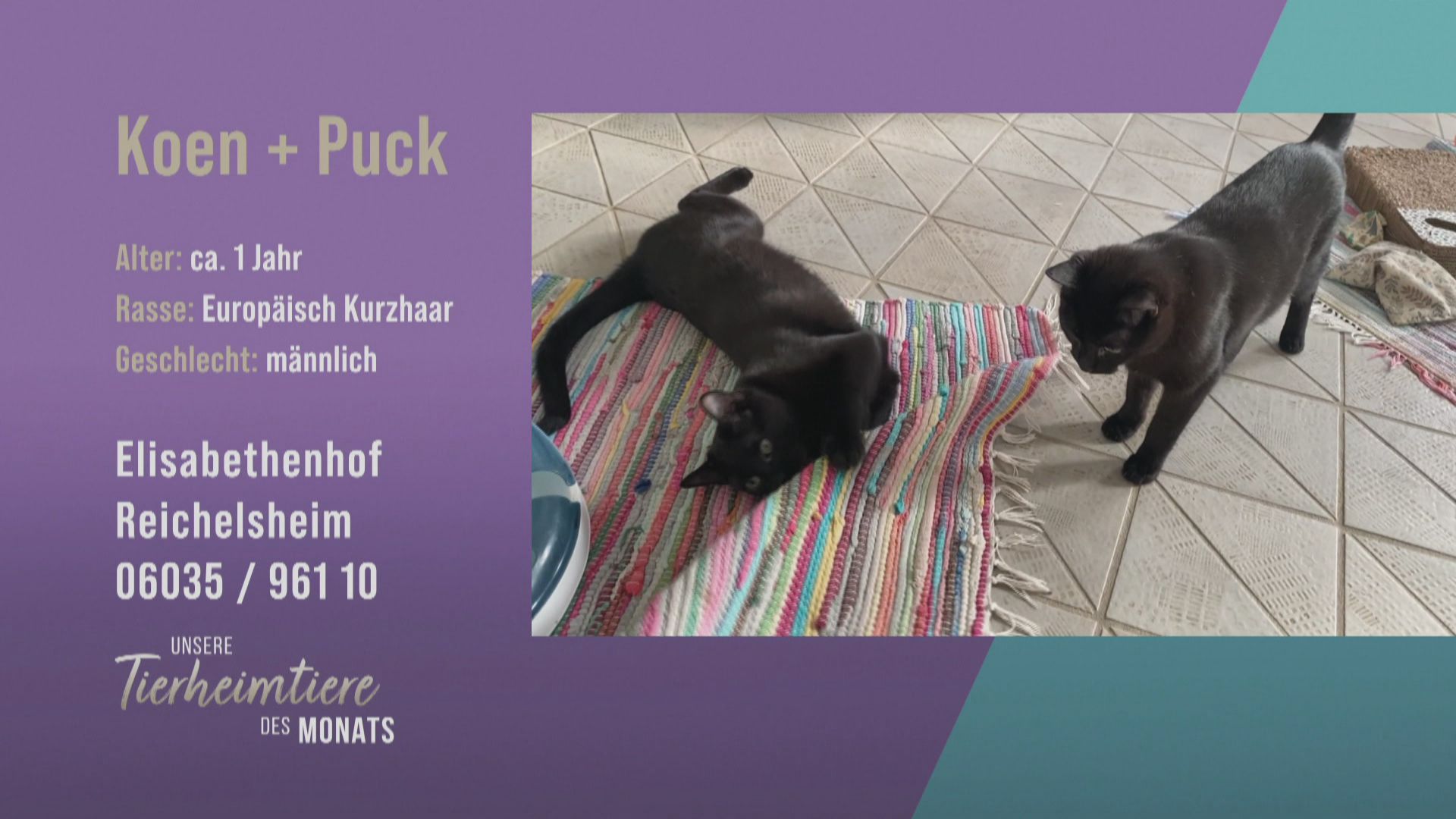 Kater-Kombi für Familien: Koen und Puck