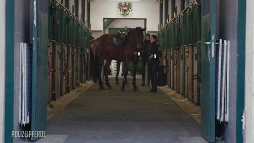 Einsatz Live  Polizeipferde Folge 1: Staffel 01 Folge 01 - Polizeipferde