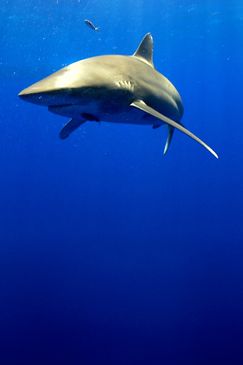 Inside Der weiße Hai