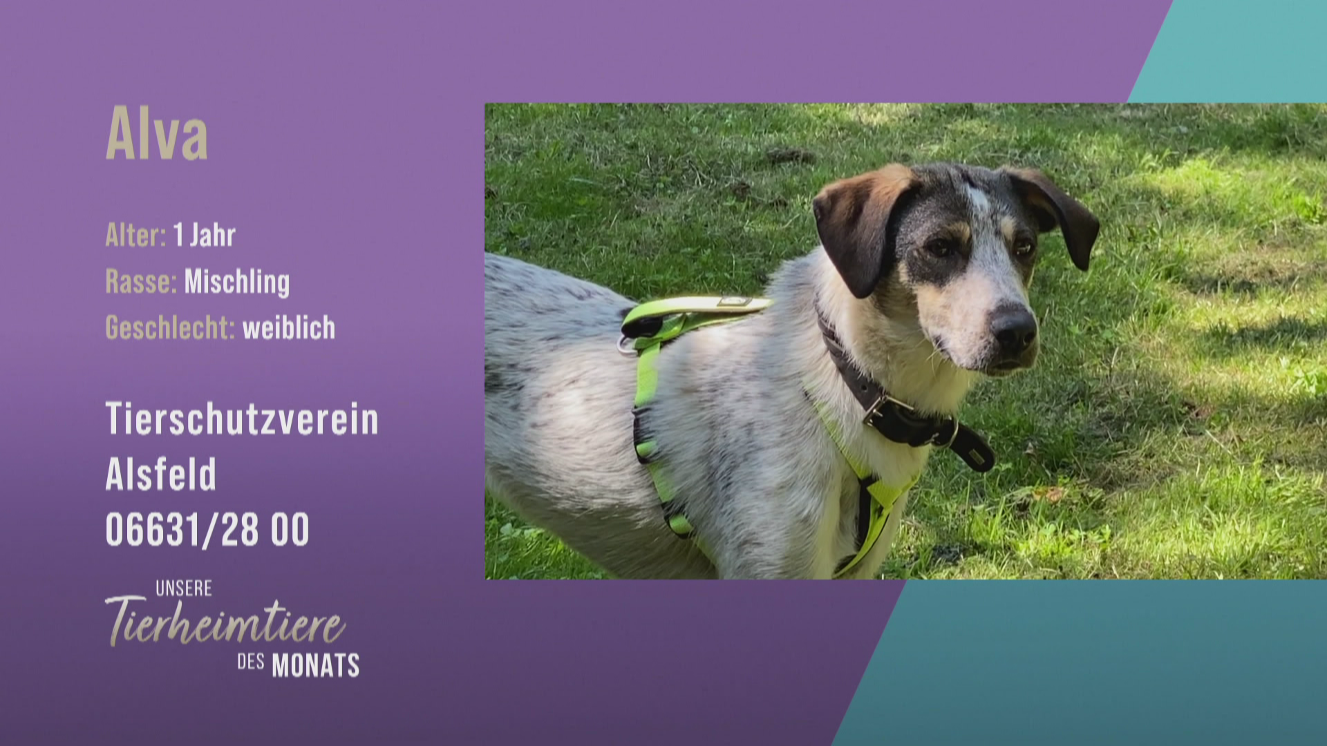 Für Aktive: Mischlingshündin Alva