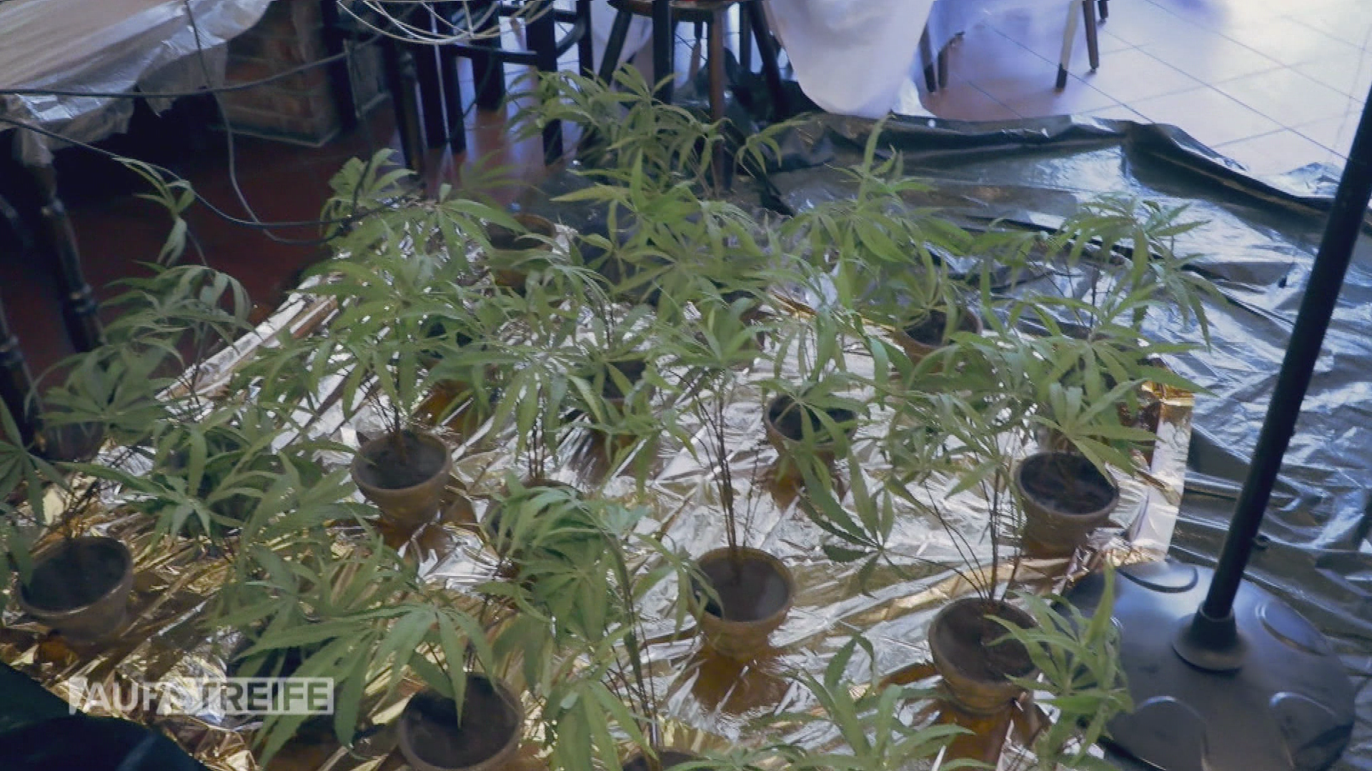 Polizei hebt Hanfplantage aus