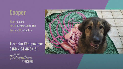 Unsere Tierheimtiere des Monats Unsere Tierheimtiere des Monats Folge 34: Für aktive Familien: Herdenschutz-Mix Cooper
