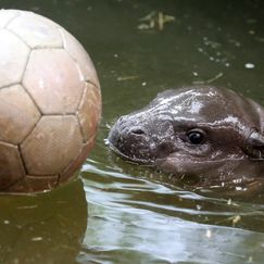 Zwergflusspferd-Baby sorgt für Begeisterung