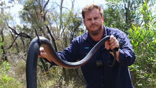 Snake Security - Schlangenalarm in Australien Snake Security - Schlangenalarm in Australien Folge 3: Kälber in Gefahr