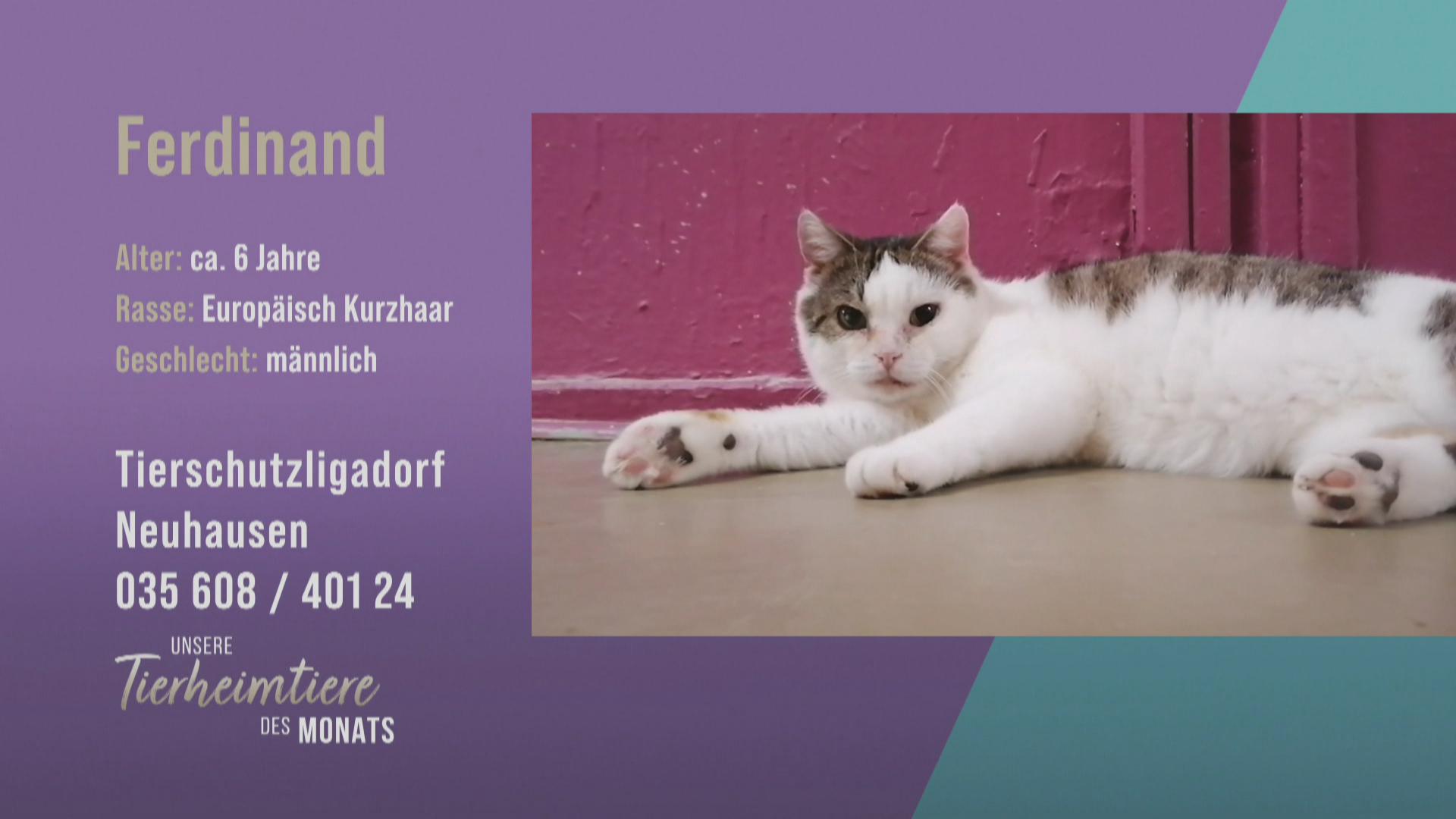 Verspielter Kuschel-Kater: Ferdinand