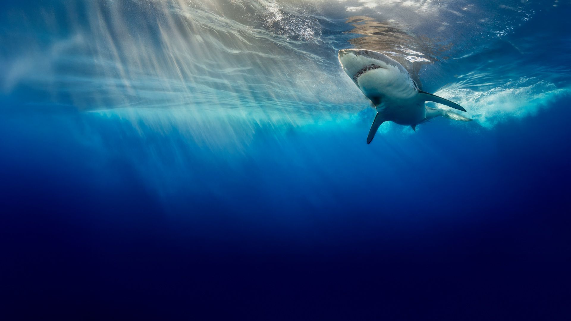 Laws of Jaws - Das Gesetz der Haie