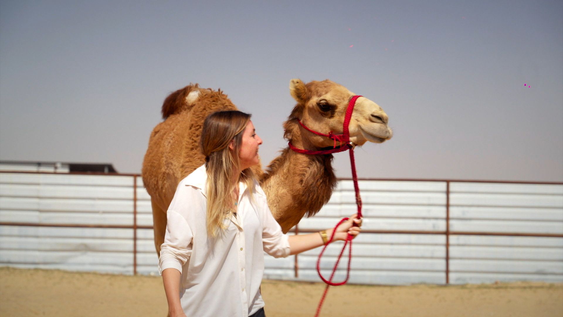 Kameltrainerin in Dubai: Linda stellt eine Männerdomäne auf den Kopf