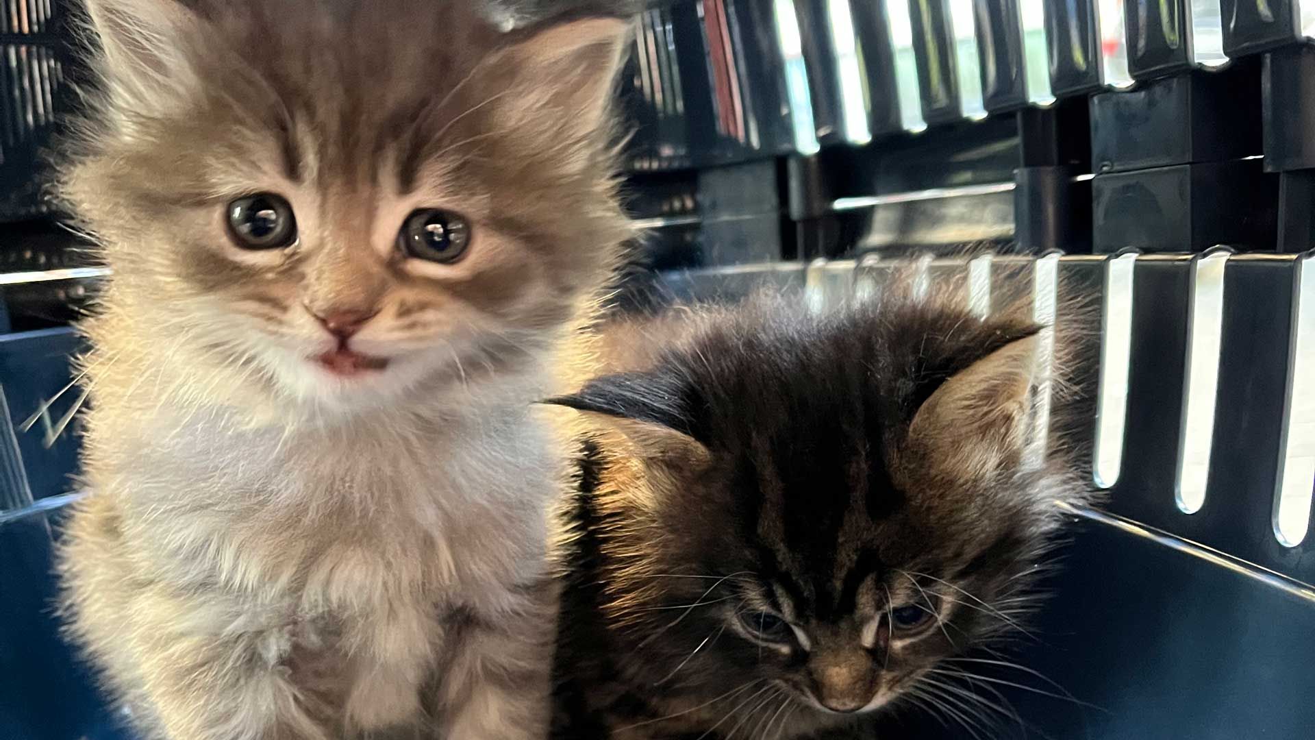 Verwahrloste Katzenbabys im Visier