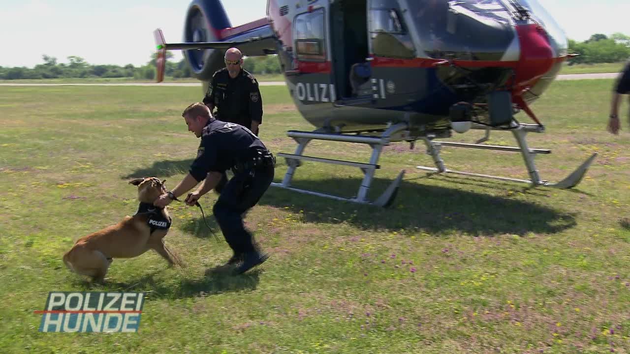 Polizeihunde - Verbrecherjagd mit Biss! - Staffel 1 Folge 2