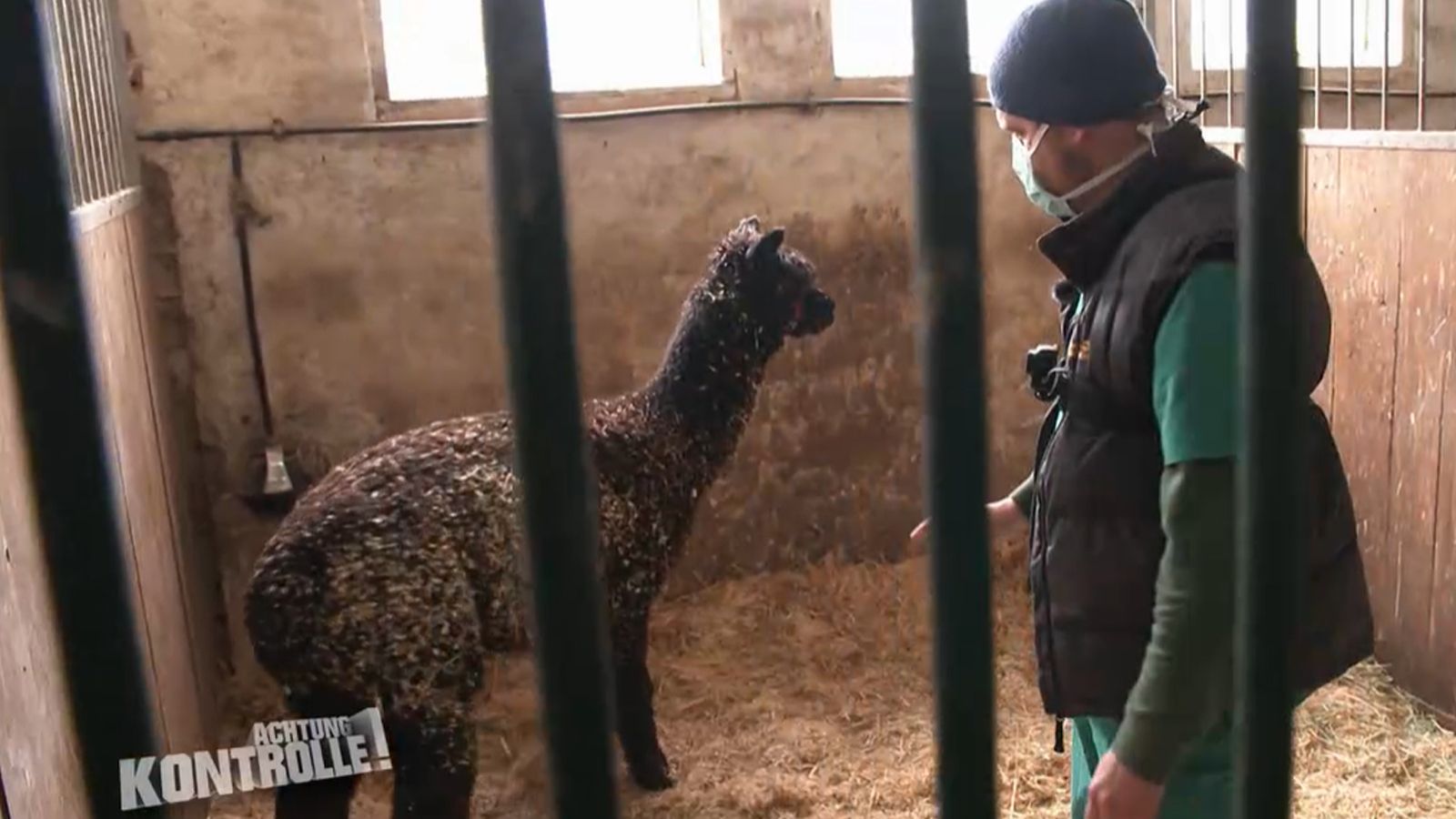Der Landtierarzt kommt: Kastration auf dem Alpakahof FOLGE 031