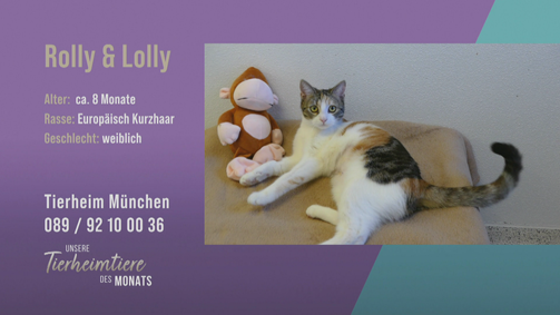 Unsere Tierheimtiere des Monats Unsere Tierheimtiere des Monats Folge 44: Verschmust und verspielt: Katzen Rolly und Holly
