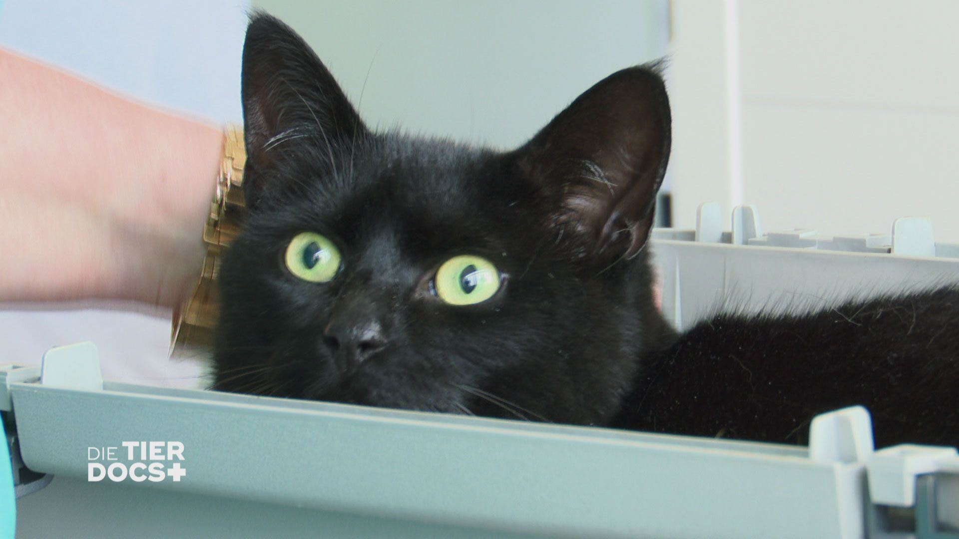 Kater Pumi muss dringend auf Diät!