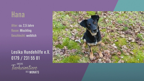 Unsere Tierheimtiere des Monats Unsere Tierheimtiere des Monats Folge 46: Verschmustes Energiebündel: Mischling Hana 