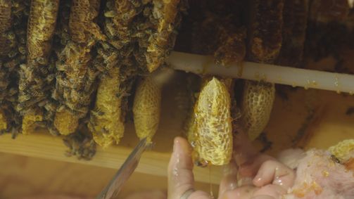 König der Bienen König der Bienen Folge 7: Flüssiges Gold und Honigwespen