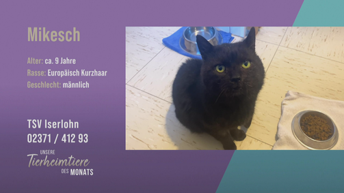 Unsere Tierheimtiere des Monats Unsere Tierheimtiere des Monats Folge 47: Kater Mikesch sucht ein ruhiges Zuhause